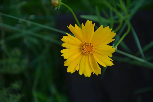 Coreopsis Pubescens Chamado Caroço Estrela Comum Flor Amarela Jardim Descktop — Fotografia de Stock