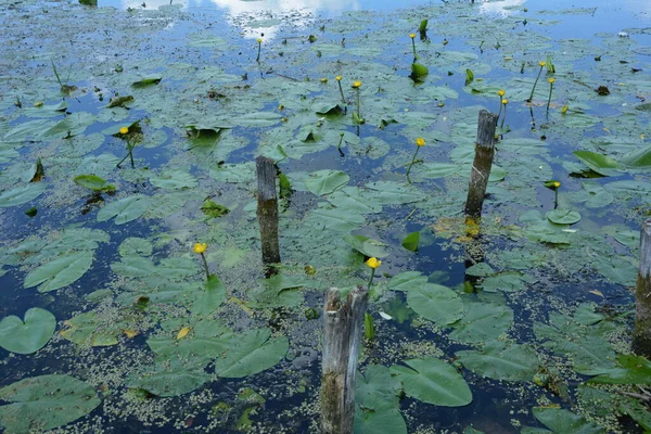 Bunga Bakung Air Mekar Bunga Lili Air Kuning Sungai Dnieper — Stok Foto