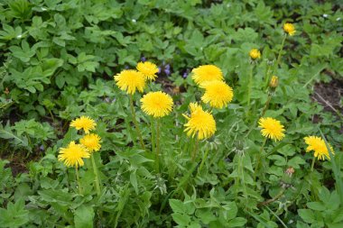 Kabarık sarı tomurcuklu karahindiba çiçeği. Toprakta yetişen sarı karahindiba çiçeği. Taraxacum officinale.