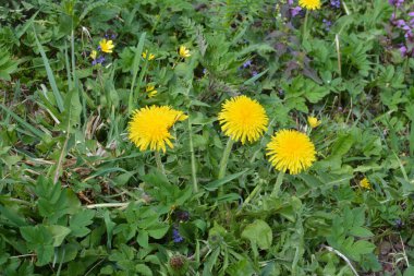 Kabarık sarı tomurcuklu karahindiba çiçeği. Toprakta yetişen sarı karahindiba çiçeği. Taraxacum officinale.