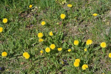 Kabarık sarı tomurcuklu karahindiba çiçeği. Toprakta yetişen sarı karahindiba çiçeği. Taraxacum officinale.