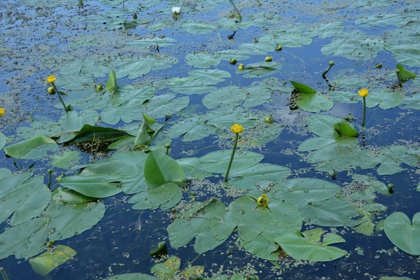 睡蓮を咲かせます 開花川Dnieper上の睡蓮の黄色 ヌパール ルテウム — ストック写真