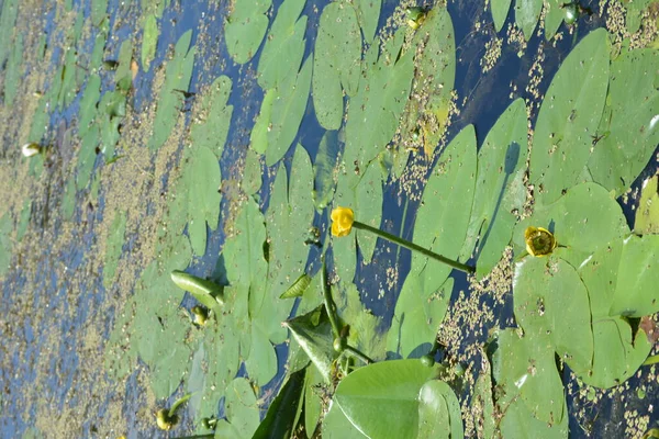 Квітучі Водяні Лілії Лілія Жовта Річці Дніпро Nuphar Luteum — стокове фото