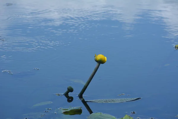 Lírio Aquático Florescente Floração Lírio Água Amarelo Rio Dnieper Nuphar — Fotografia de Stock