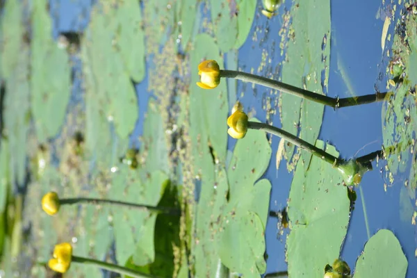 Giglio Acqua Fiore Giglio Acqua Fiorito Giallo Sul Fiume Dnieper — Foto Stock