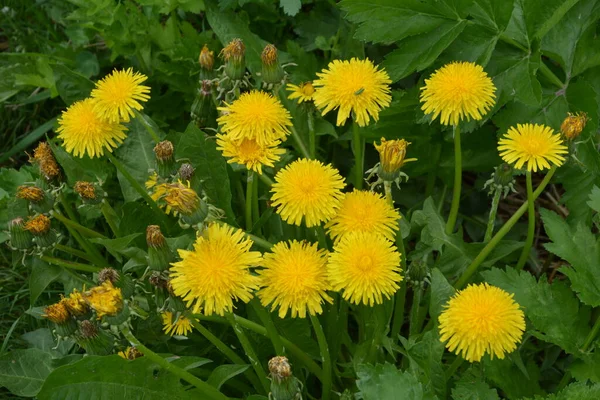 Planta Diente León Con Capullo Amarillo Esponjoso Flor Amarilla Diente —  Fotos de Stock