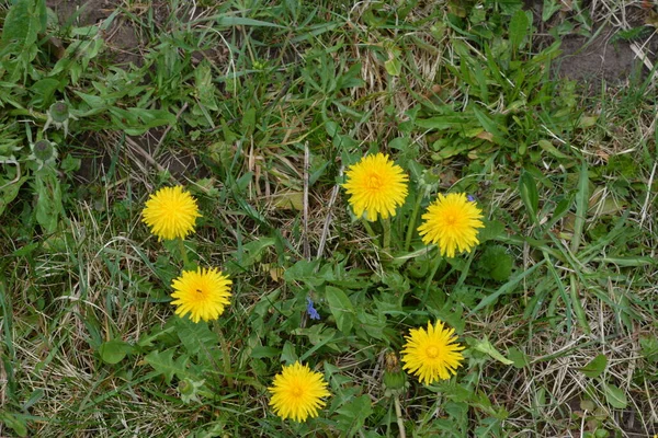 ふわふわの黄色の芽を持つタンポポの植物 地面に黄色いタンポポの花を咲かせます Taraxacum Officinale — ストック写真