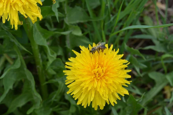 Pampeliška Nadýchaným Žlutým Pupenem Žlutá Pampeliška Roste Zemi Taraxacum Officinale — Stock fotografie