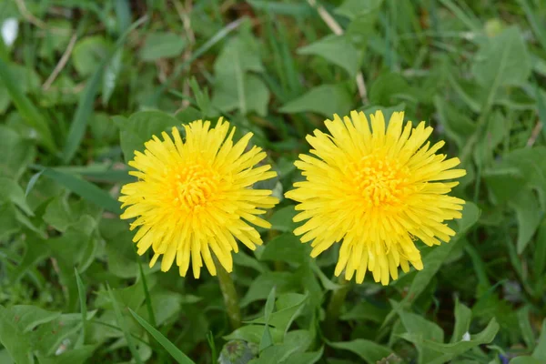 Dandelion Plant Fluffy Yellow Bud Yellow Dandelion Flower Growing Ground — Stock Photo, Image