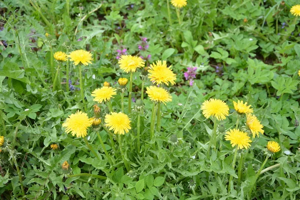 부드러운 노란색 꽃봉오리를 민들레 노란색 민들레 속에서 자라고 있습니다 Taraxacum — 스톡 사진