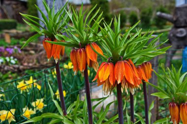 İmparatorluk tacı- Fritillaria Imperialis. Bahar mevsiminde taç açan imparatorluk bahçeleri..