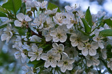 Tatlı kirazların açan beyaz kiraz çiçekleri (Prunus avium, yabani kiraz, gean, kuş kirazı).. bahar çiçekleri.
