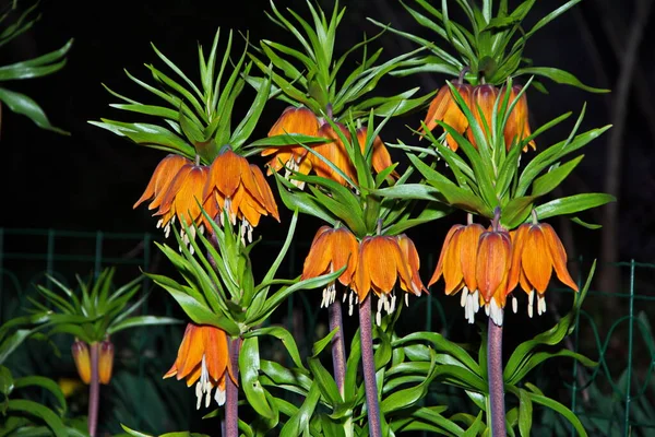 Crown Imperial Fritillaria Imperialis Blooming Crown Imperial Spring Butchart Gardens — Stock Photo, Image