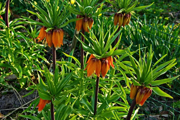 Crown Imperial Fritillaria Imperialis Blooming Crown Imperial Spring Butchart Gardens — Stock Photo, Image