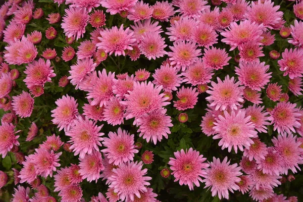 Blumenbeet Mit Chrysanthemenblüten Schöne Komposition Einem Öffentlichen Park Schöner Hintergrund — Stockfoto