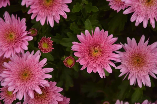 Lit Fleurs Avec Des Fleurs Chrysanthème Belle Composition Dans Parc — Photo