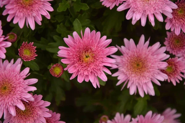 Aiuola Con Fiori Crisantemo Bella Composizione Parco Pubblico Bellissimo Sfondo — Foto Stock