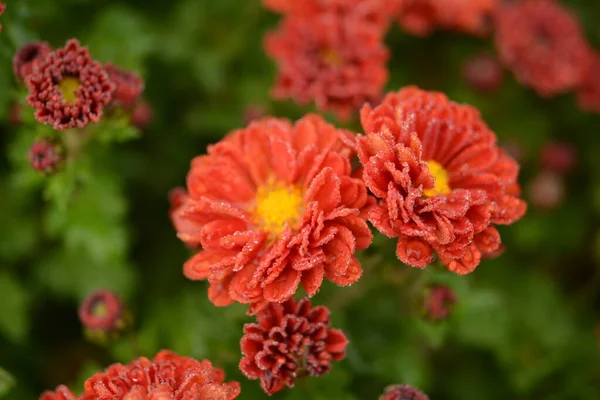 Canteiro Flores Com Flores Crisântemo Bela Composição Parque Público Belo — Fotografia de Stock