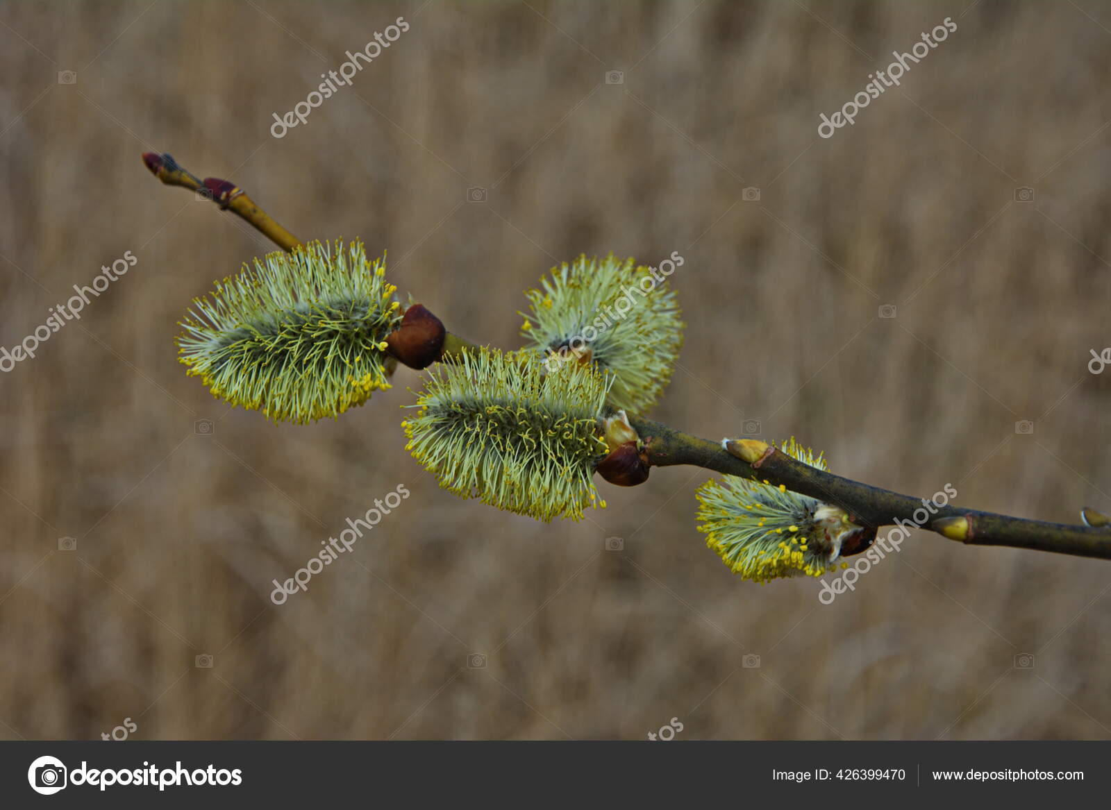 Nature Awakes Spring Blooming Willow Twigs Furry Willow Catkins Called Stock Photo Image By C Weha Nature Awakes Spring Blooming Willow Twigs Furry Willow Catkins Called Stock Photo Image By C Weha