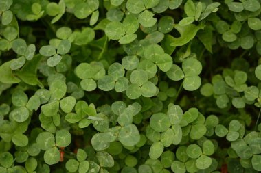 Dört yapraklı yonca arkaplanı. Geleneksel İrlanda sembolü. Aziz Patrick Günü.