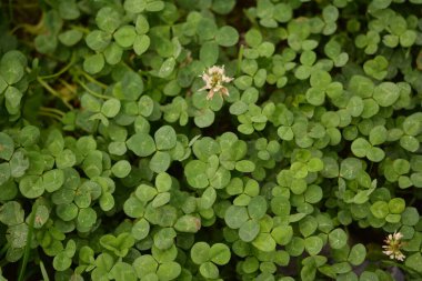 Dört yapraklı yonca arkaplanı. Geleneksel İrlanda sembolü. Aziz Patrick Günü.