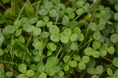 Dört yapraklı yonca arkaplanı. Geleneksel İrlanda sembolü. Aziz Patrick Günü.