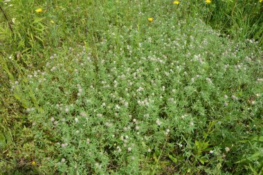 Hollanda yaz mevsiminin güneşli bir gününde, çiçek açan Tavşan Ayağı yoncası veya Trifolium arvense 'nin vahşi yaşam alanına yaklaşımı.