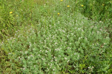 Hollanda yaz mevsiminin güneşli bir gününde, çiçek açan Tavşan Ayağı yoncası veya Trifolium arvense 'nin vahşi yaşam alanına yaklaşımı.