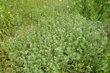 Hollanda yaz mevsiminin güneşli bir gününde, çiçek açan Tavşan Ayağı yoncası veya Trifolium arvense 'nin vahşi yaşam alanına yaklaşımı.