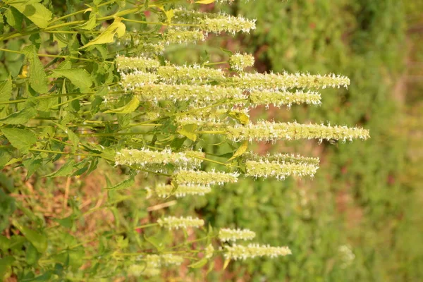 Anise Urtiga Agastache Foeniculum Planta Medicinal Flor — Fotografia de Stock