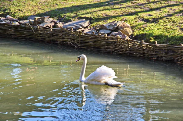 Cisne Branco Nadando Procurando Comida Debaixo Água Lago Bela Ave — Fotografia de Stock