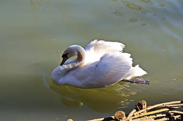 Cisne Branco Nadando Procurando Comida Debaixo Água Lago Bela Ave — Fotografia de Stock