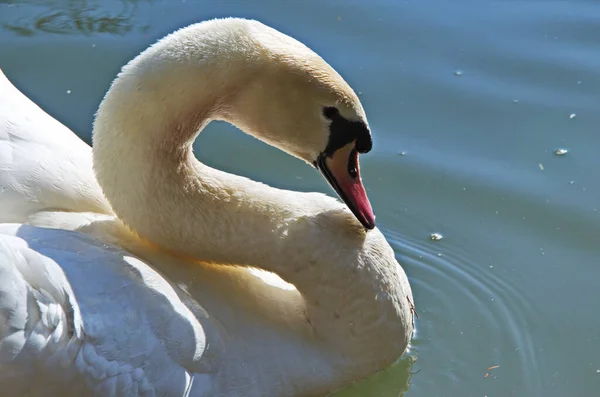 Cisne Branco Nadando Procurando Comida Debaixo Água Lago Bela Ave — Fotografia de Stock