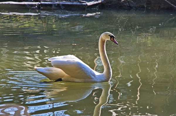 Weiße Schwäne Schwimmen Und Suchen See Nach Nahrung Schöner Wilder — Stockfoto