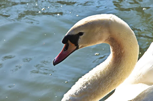 Cisne Branco Nadando Procurando Comida Debaixo Água Lago Bela Ave — Fotografia de Stock