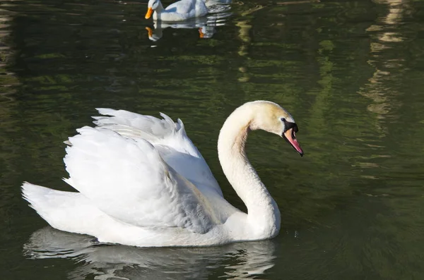 Cisne Branco Nadando Procurando Comida Debaixo Água Lago Bela Ave — Fotografia de Stock