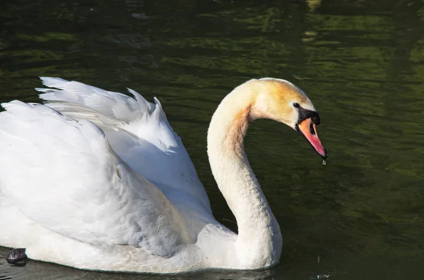 Cisne Branco Nadando Procurando Comida Debaixo Água Lago Bela Ave — Fotografia de Stock