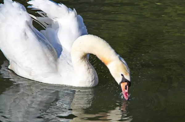 Cisne Branco Nadando Procurando Comida Debaixo Água Lago Bela Ave — Fotografia de Stock