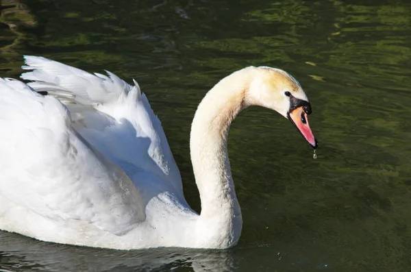 Белый Лебедь Плавает Ищет Пищу Водой Озере Прекрасная Дикая Лебединая — стоковое фото