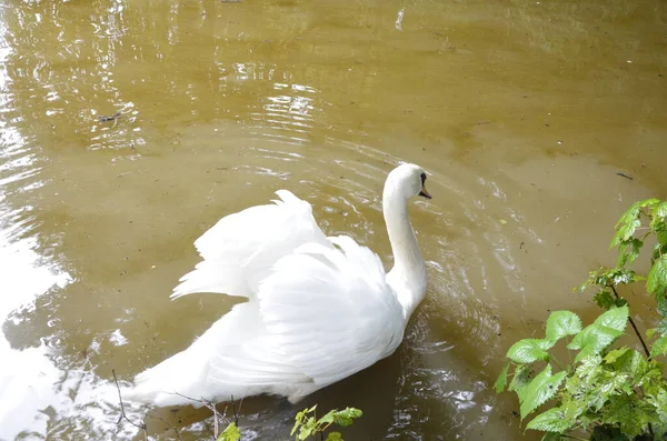 Cisne Branco Nadando Procurando Comida Debaixo Água Lago Bela Ave — Fotografia de Stock