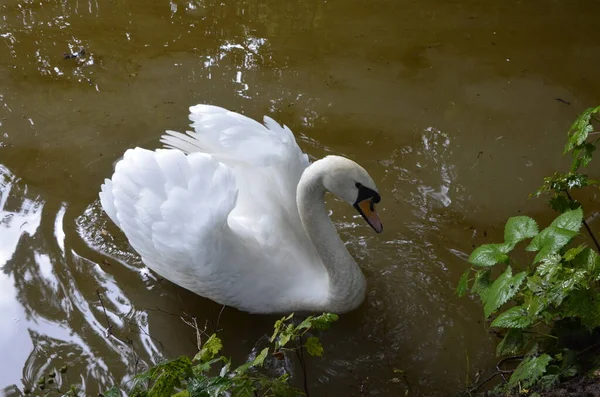 Cisne Branco Nadando Procurando Comida Debaixo Água Lago Bela Ave — Fotografia de Stock