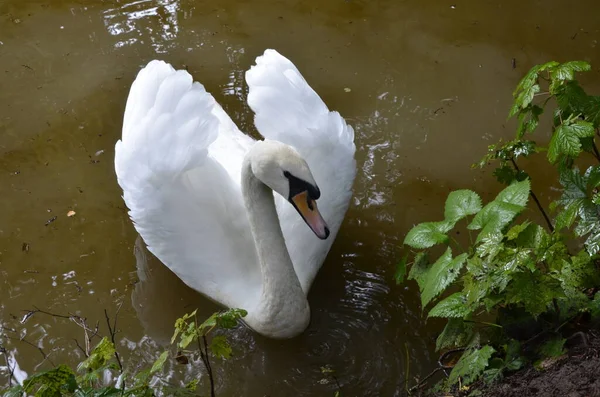 Cisne Branco Nadando Procurando Comida Debaixo Água Lago Bela Ave — Fotografia de Stock