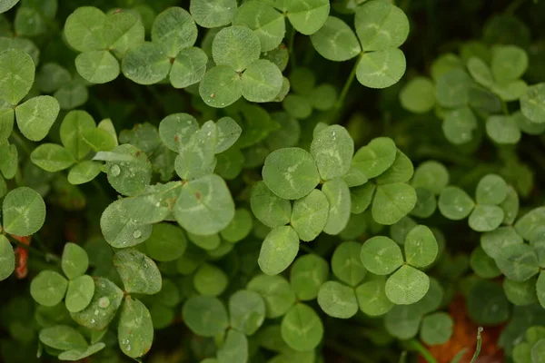 Hintergrund Aus Pflanzenklee Vierblättrig Irisches Traditionelles Symbol Patrick Day — Stockfoto