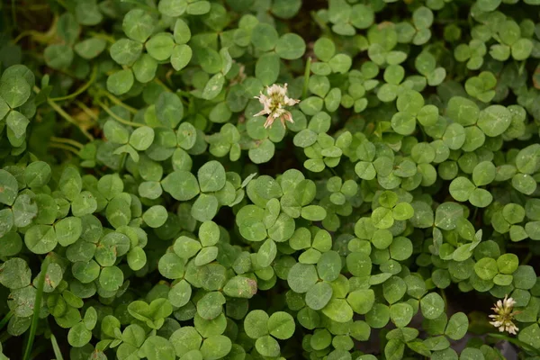 植物のクローバー4葉からの背景 アイルランドの伝統的なシンボル 聖パトリックの日 — ストック写真