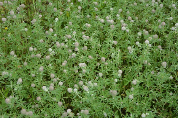 Nahaufnahme Von Blühendem Hasenfuß Klee Oder Trifolium Arvense Seinem Wilden — Stockfoto