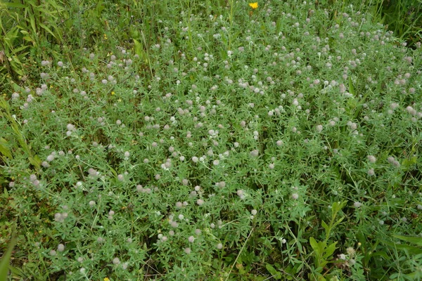 Nahaufnahme Von Blühendem Hasenfuß Klee Oder Trifolium Arvense Seinem Wilden — Stockfoto