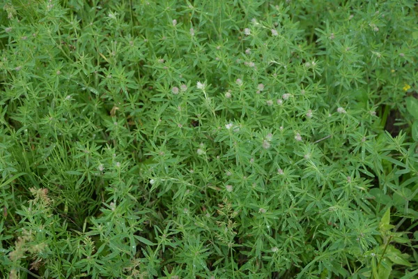 Primer Plano Floración Rabbitfoot Trébol Trifolium Arvense Hábitat Silvestre Día — Foto de Stock