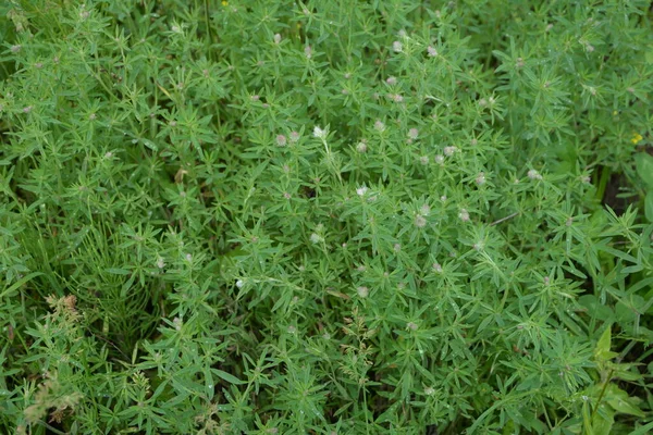 Closeup Flowering Rabbitfoot Clover Trifolium Arvense Its Wild Habitat Sunny — Stock Photo, Image