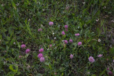 Yeşil çayır üzerinde pembe yonca çiçekleri. Kırmızı Yonca (trifolium pratense) çiçekli başlık. İlkbaharda çiçek açan çayır, çayırda açan yonca.