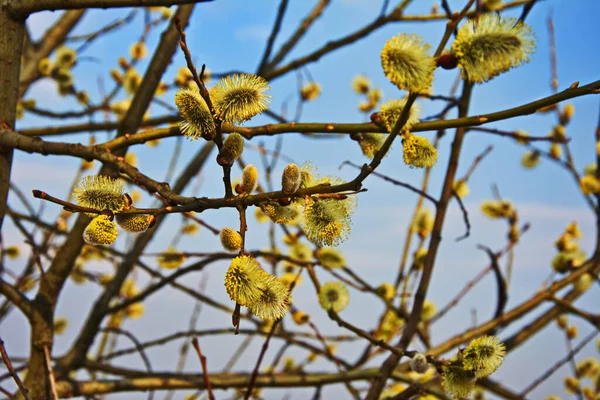 Nature Awakes Spring Blooming Willow Twigs Furry Willow Catkins Called — Stock Photo, Image